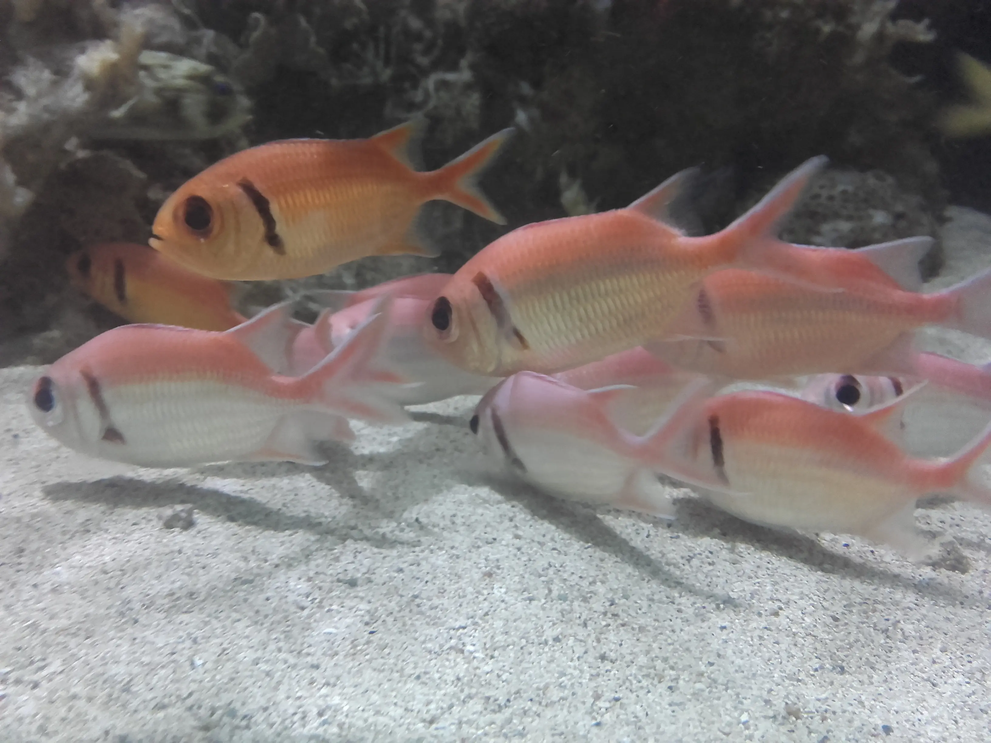 &Fotowelt - Fische
