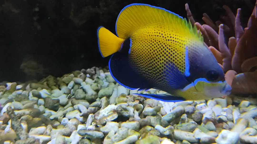 &Fotowelt - Fische