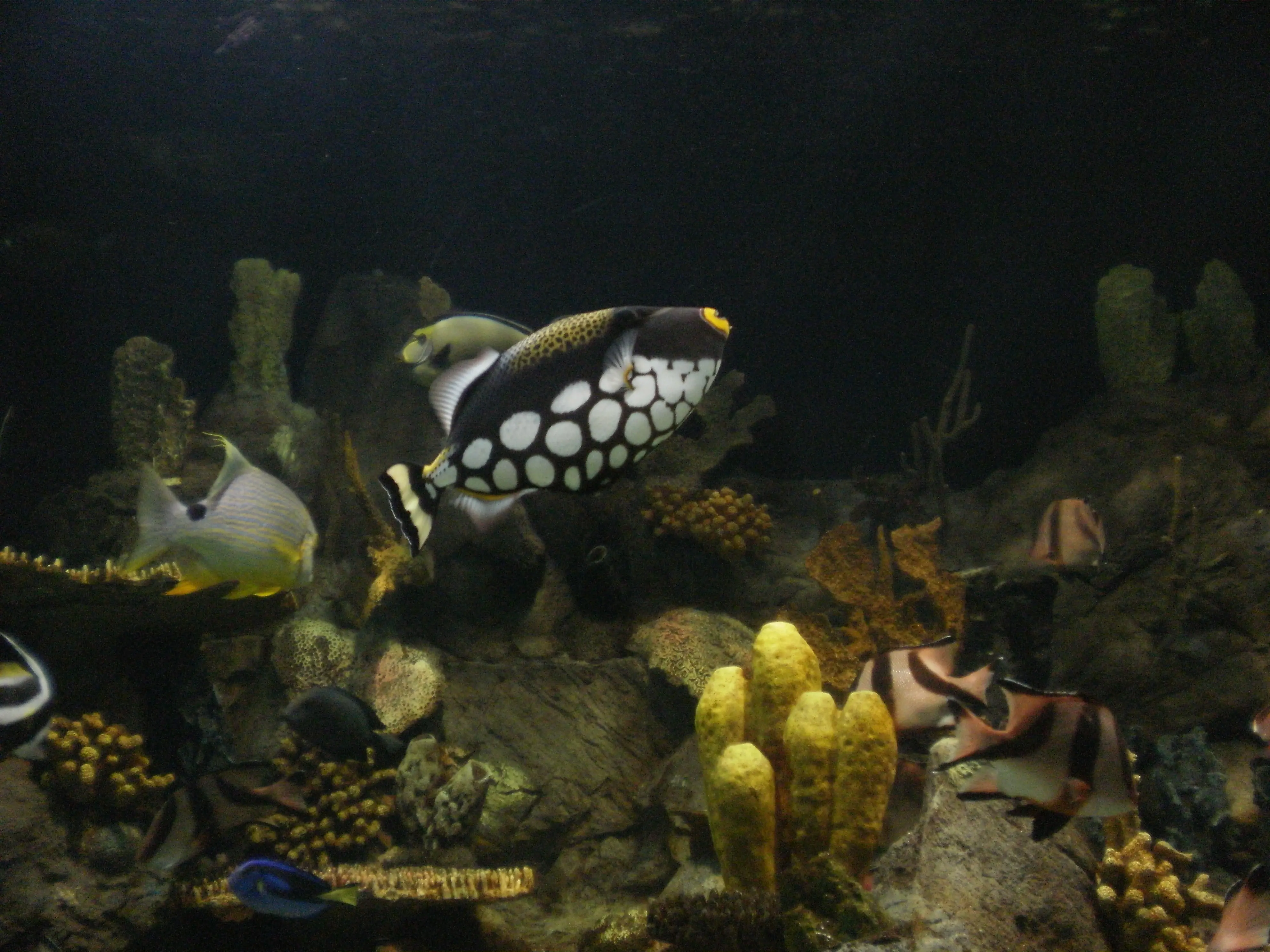 &Fotowelt - Fische