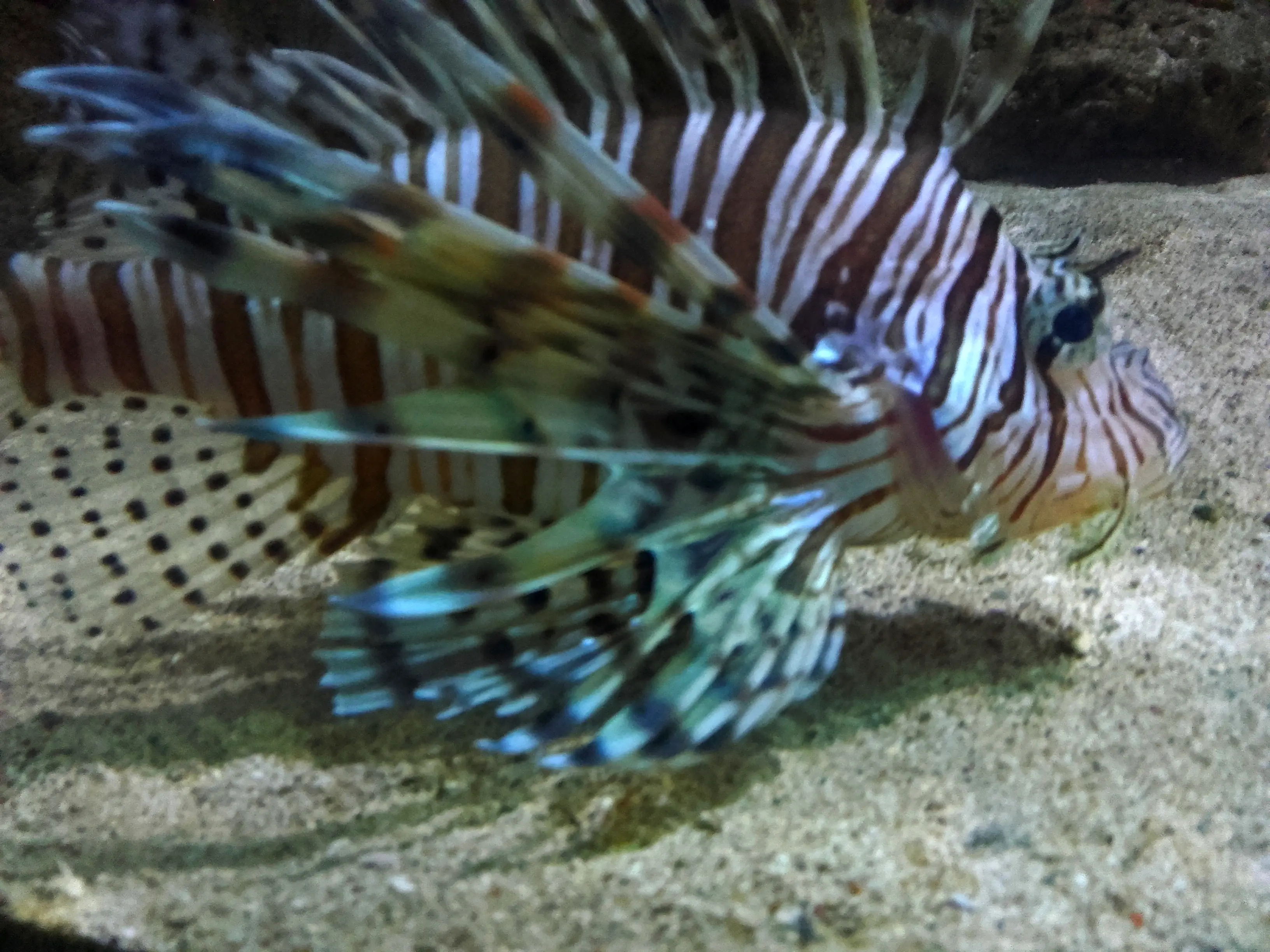 &Fotowelt - Fische