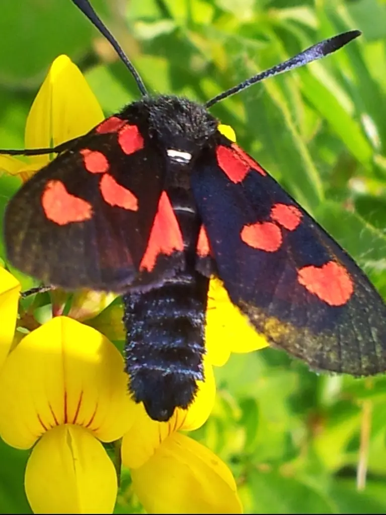&Fotowelt - Insekten
